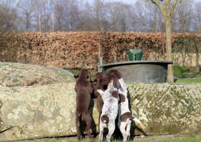 Welpen vom Dinkelhof